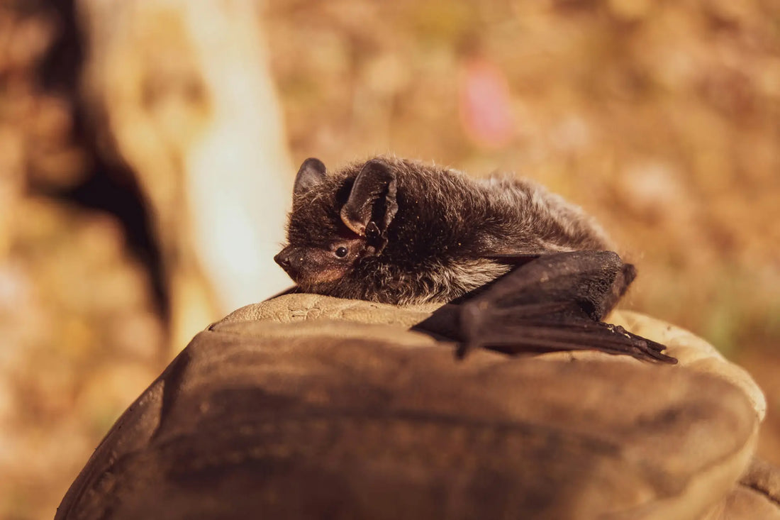 🦇 International Bat Appreciation Day: Why These Winged Wonders Deserve Our Love
