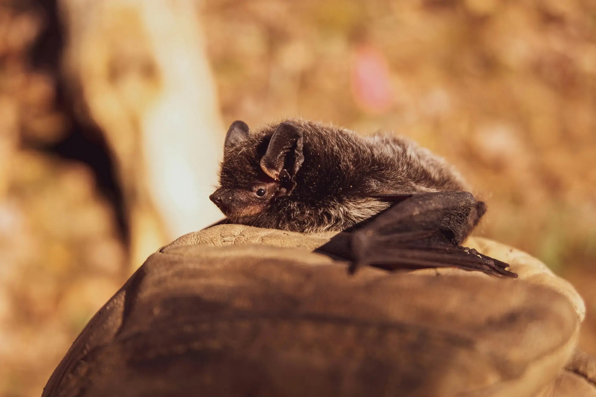 🦇 International Bat Appreciation Day: Why These Winged Wonders Deserve Our Love
