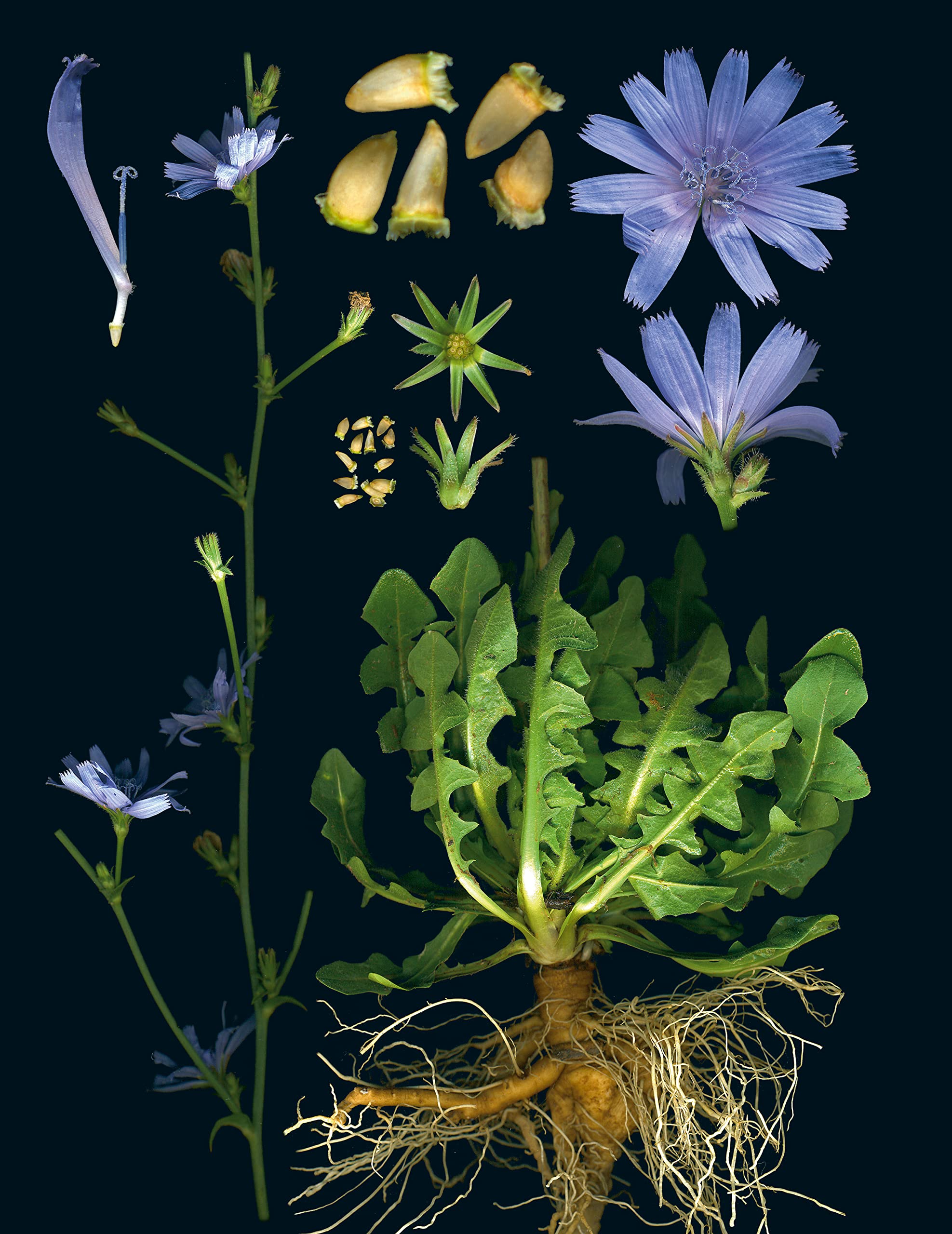 100 Plants That Heal : The Illustrated Herbarium of Medicinal Plants - Sold by Witch, Please!