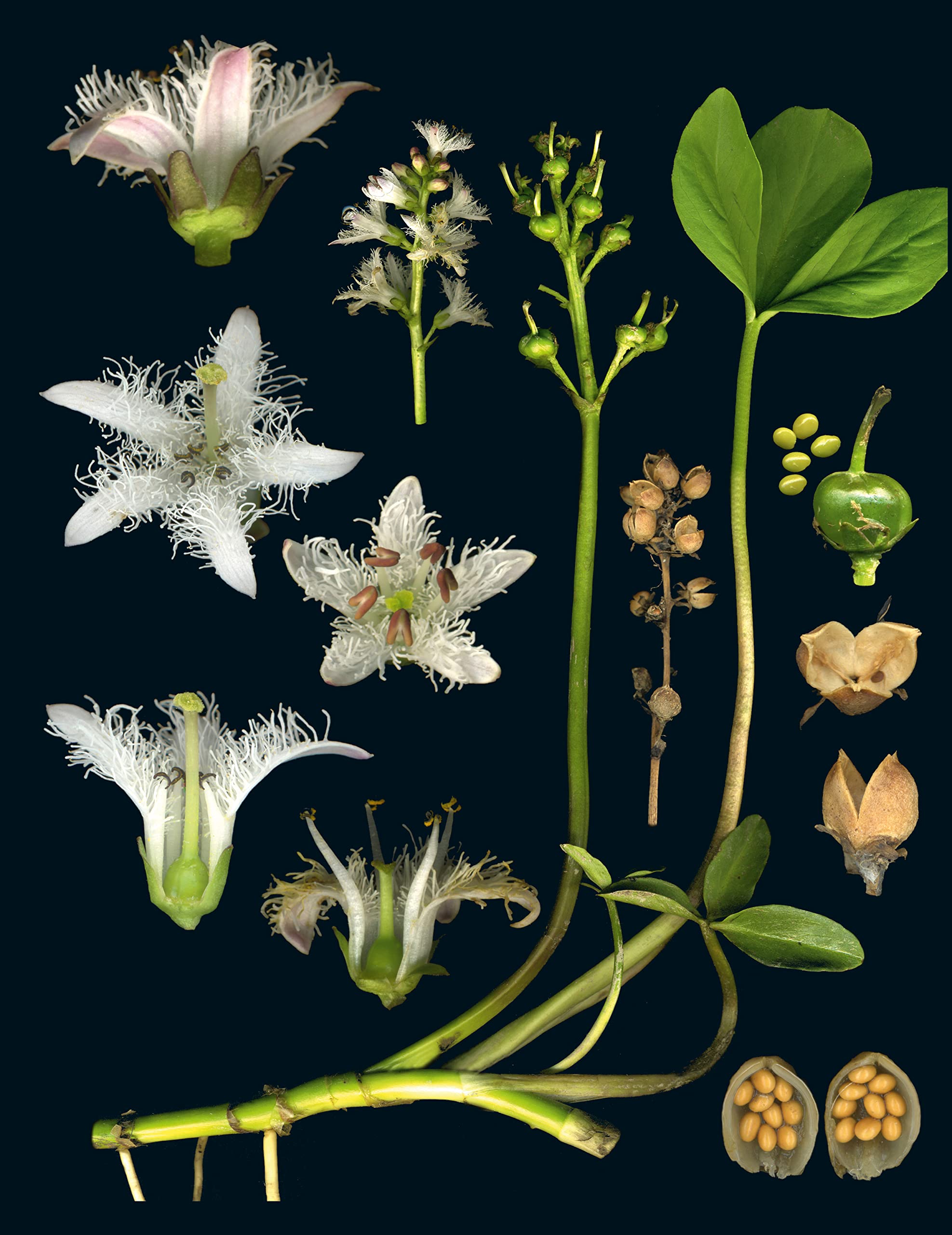 100 Plants That Heal : The Illustrated Herbarium of Medicinal Plants - Sold by Witch, Please!