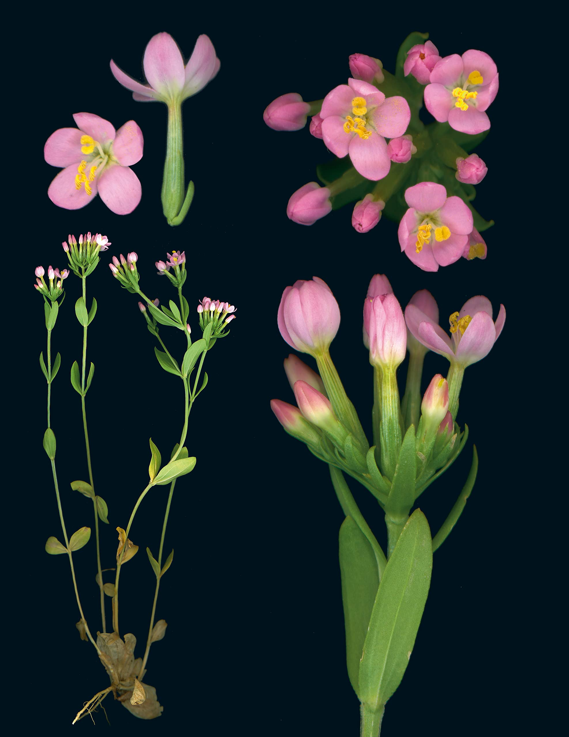 100 Plants That Heal : The Illustrated Herbarium of Medicinal Plants - Sold by Witch, Please!