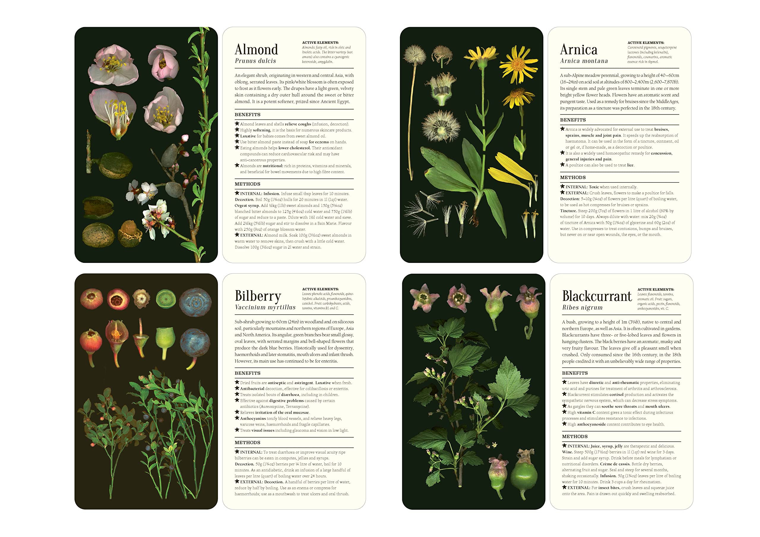 50 Plants That Heal : Discover Medicinal Plants - a Card Deck - Sold by Witch, Please!