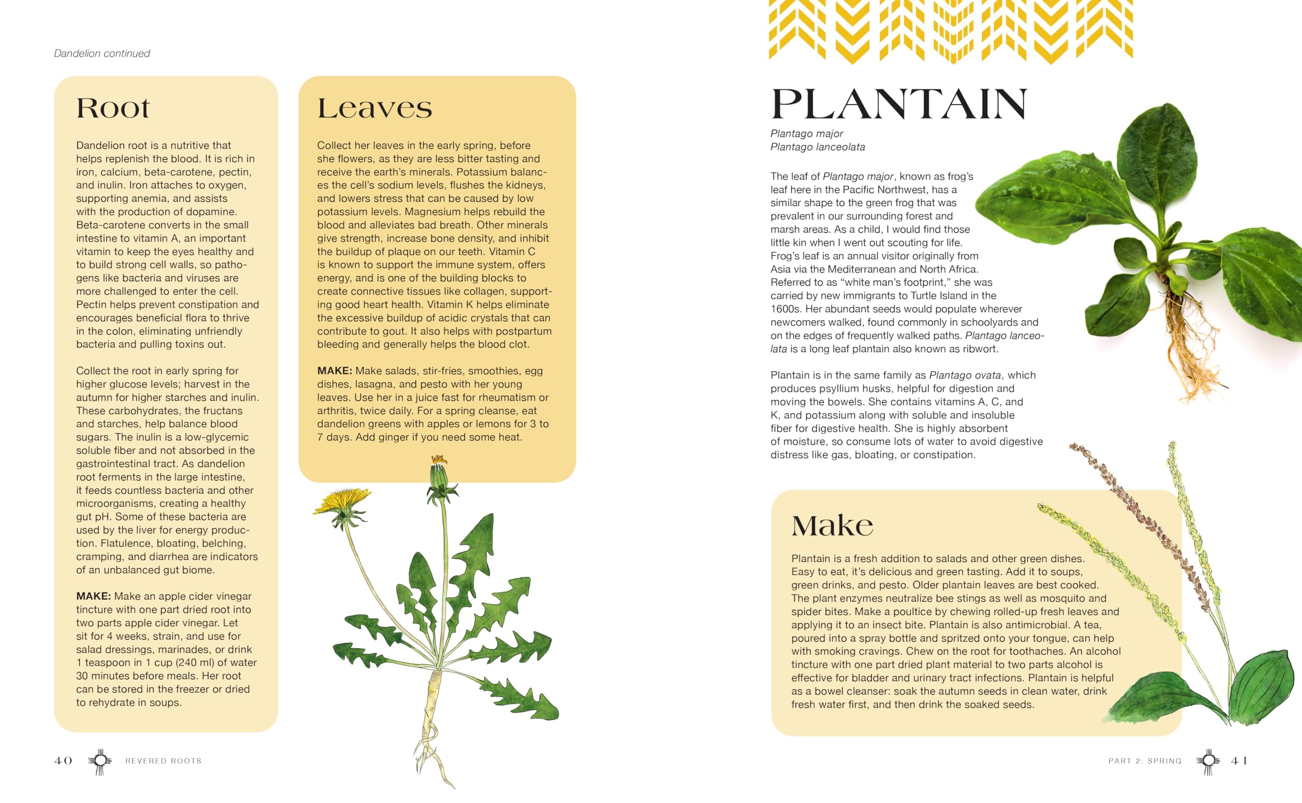 Revered Roots : Ancestral Teachings and Wisdom of Wild, Edible, and Medicinal Plants - Sold by Witch, Please!