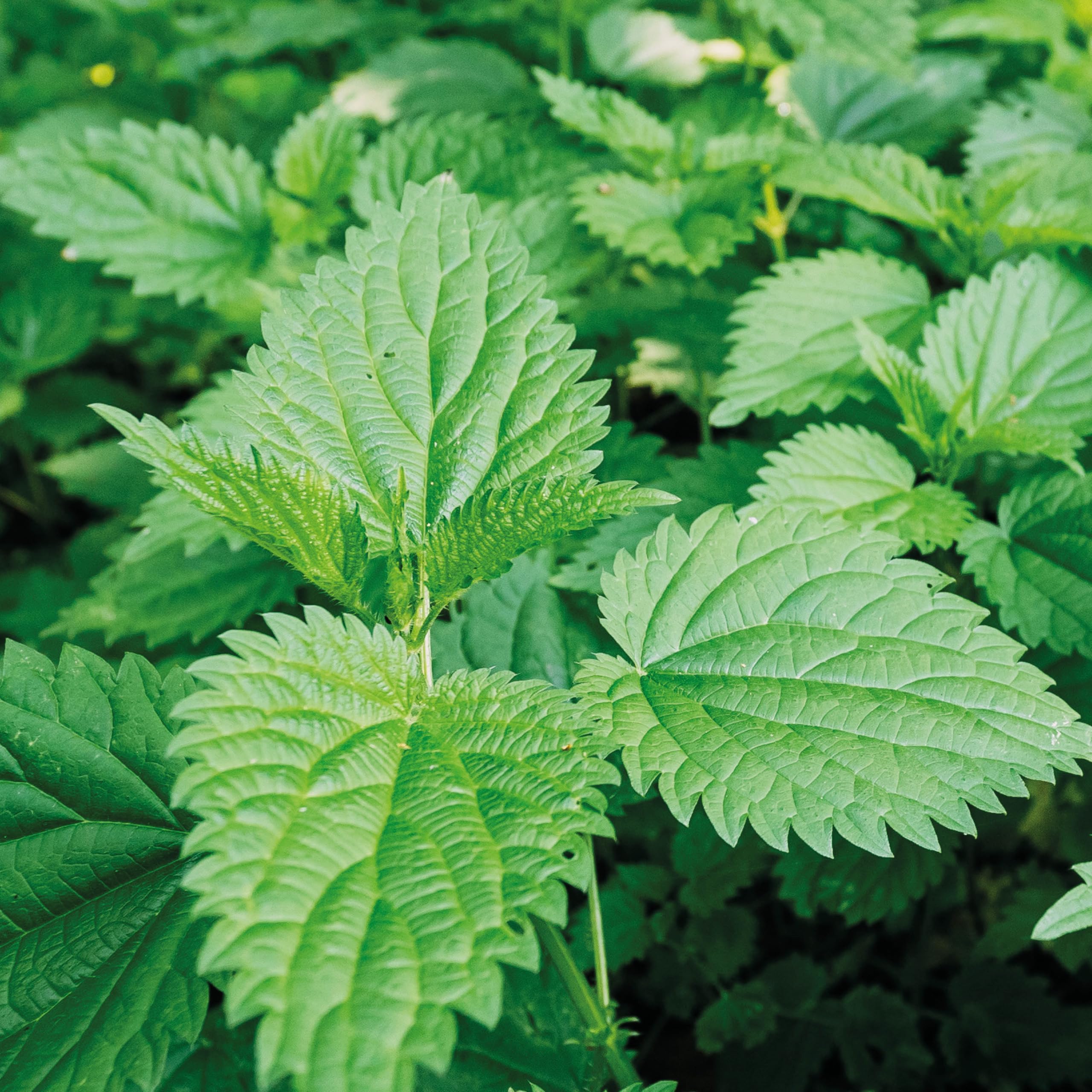 The Little Wild Library: Nettle : Simple Things to Do with the Plants Around You - Sold by Witch, Please!