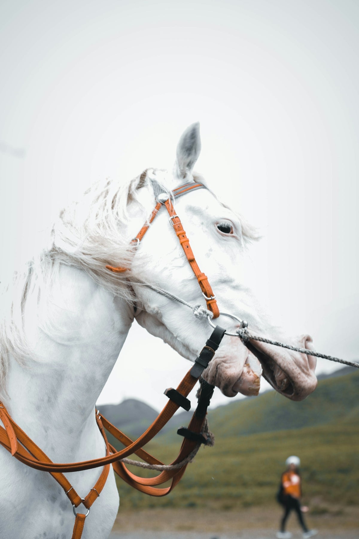 white horse wearing yellow harness