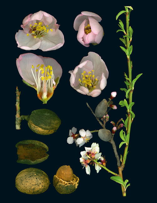 100 Plants That Heal : The Illustrated Herbarium of Medicinal Plants - Sold by Witch, Please!