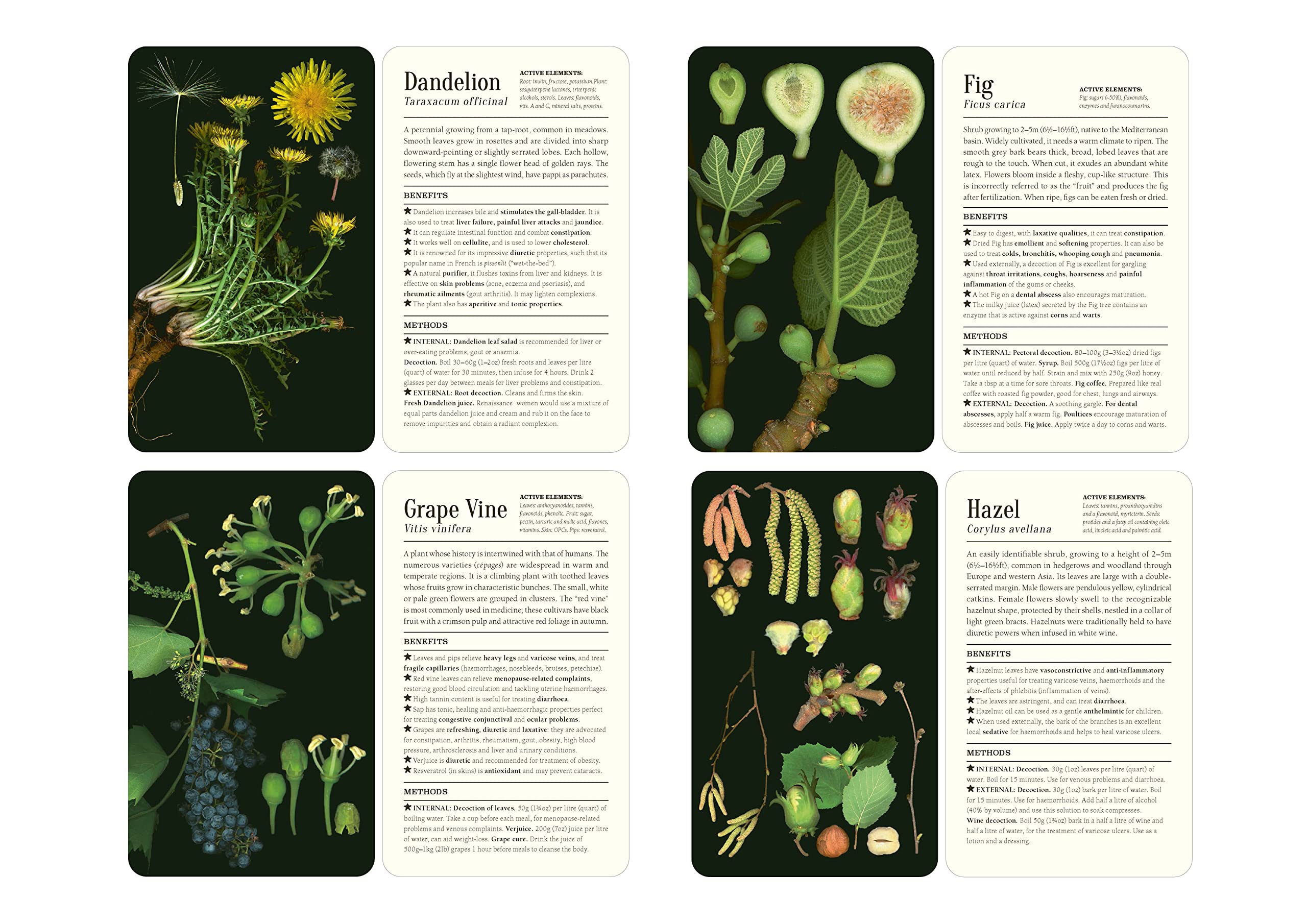 50 Plants That Heal : Discover Medicinal Plants - a Card Deck - Sold by Witch, Please!