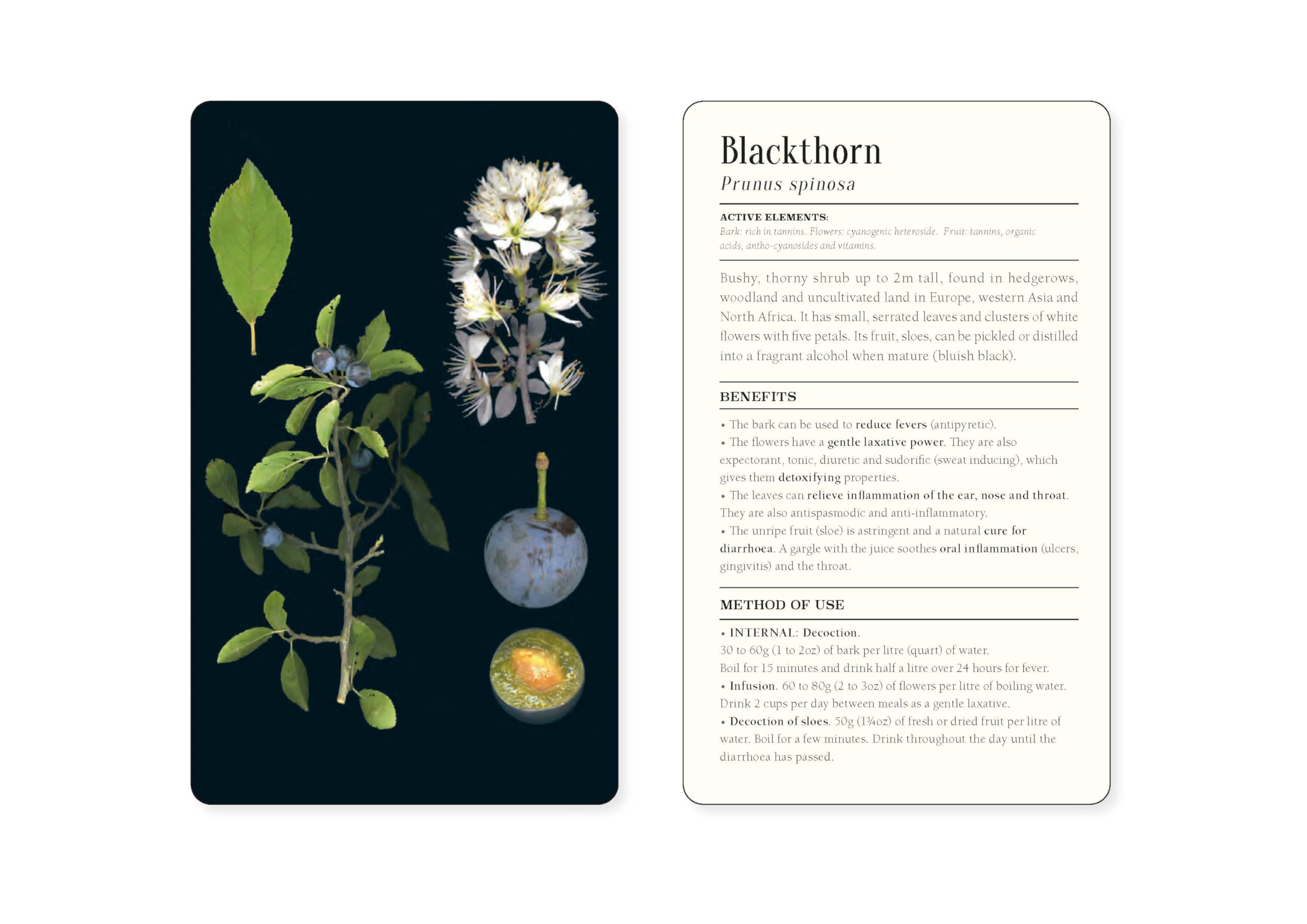 50 Plants That Heal : Discover Medicinal Plants - a Card Deck - Sold by Witch, Please!