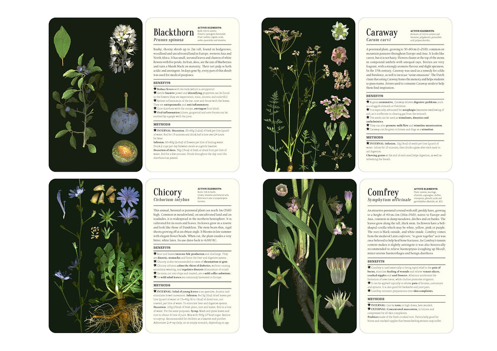 50 Plants That Heal : Discover Medicinal Plants - a Card Deck - Sold by Witch, Please!
