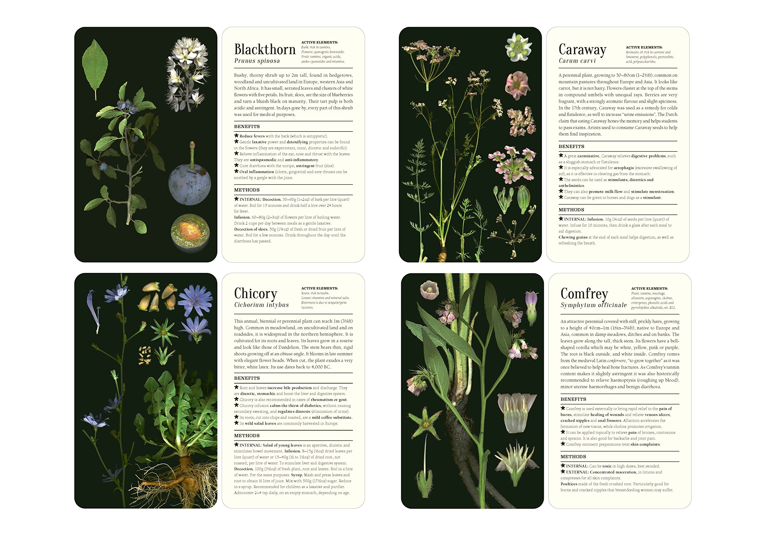 50 Plants That Heal : Discover Medicinal Plants - a Card Deck - Sold by Witch, Please!