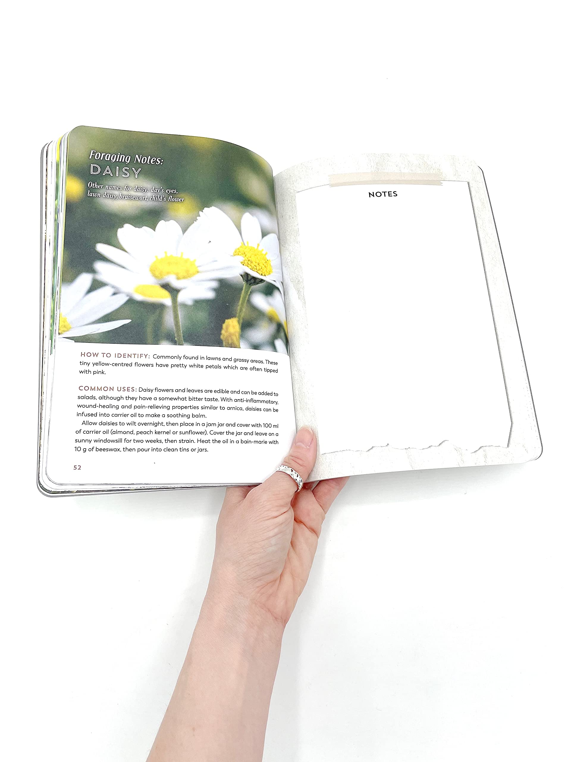 The Hedgerow Apothecary Forager's Handbook : A Seasonal Companion to Finding and Gathering Wild Plants - Sold by Witch, Please!