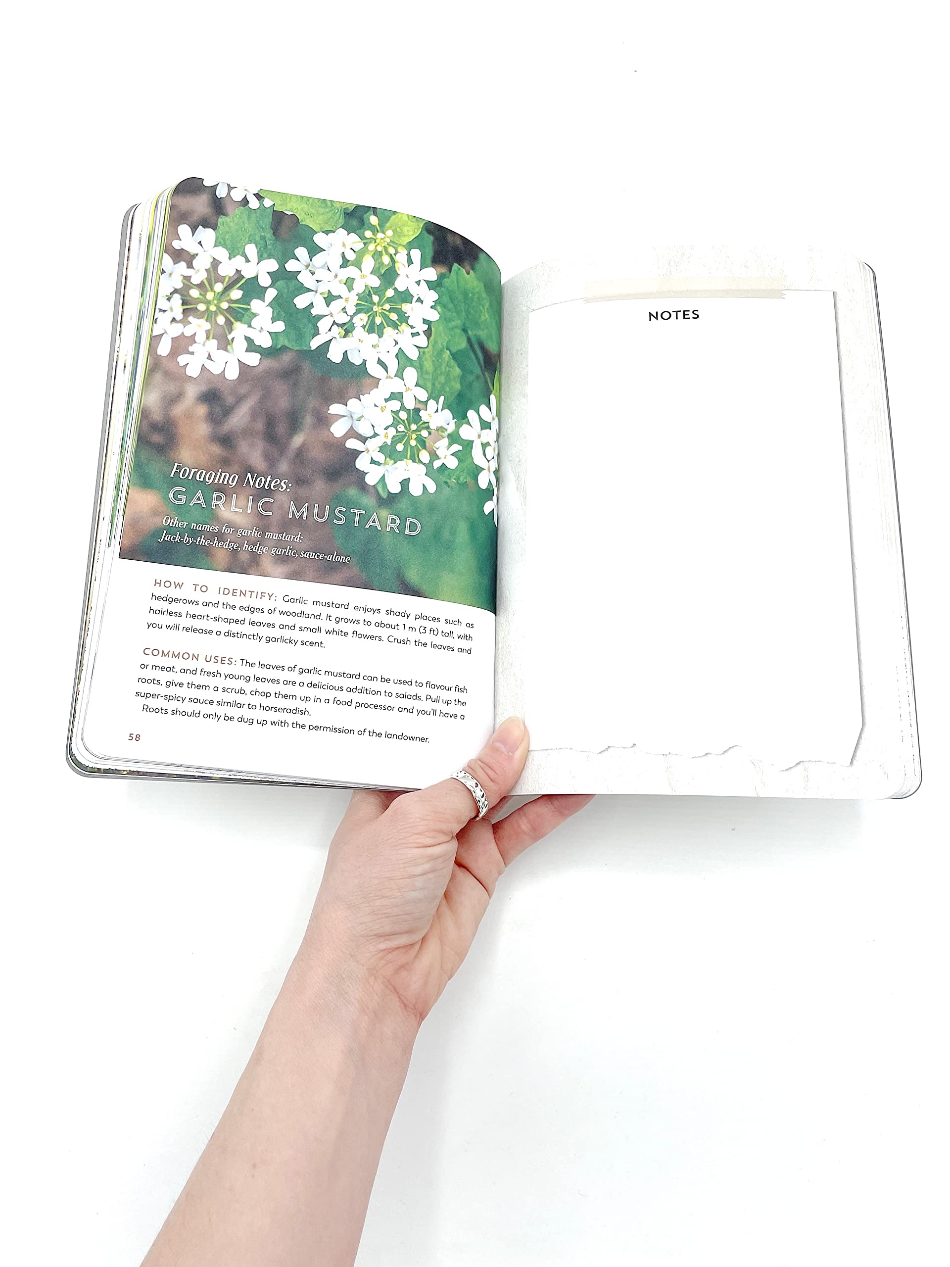 The Hedgerow Apothecary Forager's Handbook : A Seasonal Companion to Finding and Gathering Wild Plants - Sold by Witch, Please!