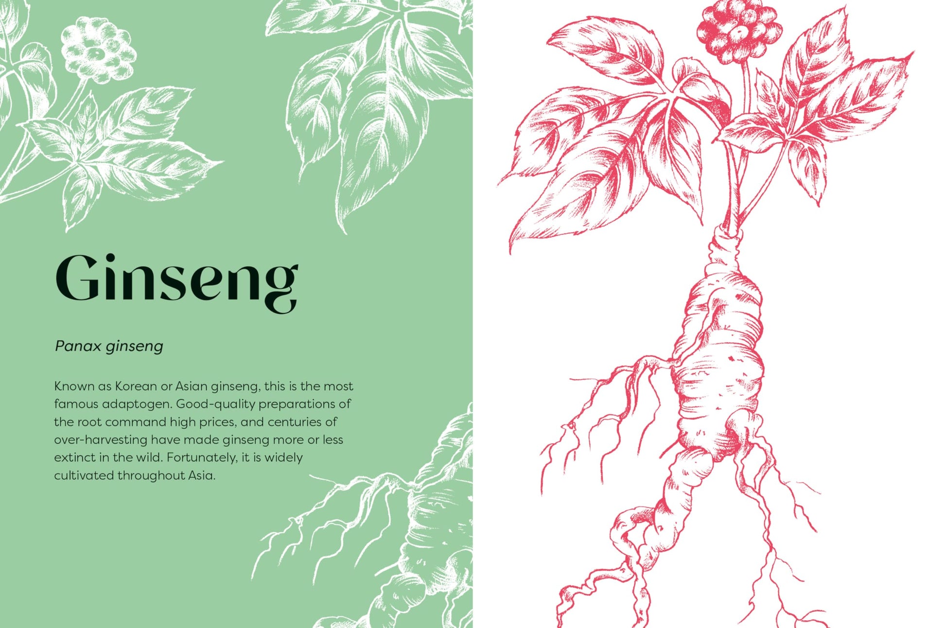 Nature's Apothecary : Harness the healing power of herbs, mushrooms and other adaptogens - Sold by Witch, Please!