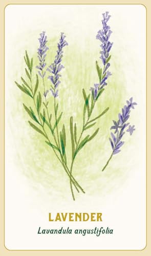 Forest Magic Oracle: A Deck and Guidebook for Green Witches Multiple-component retail product Book