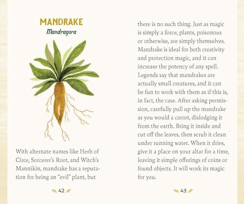 Forest Magic Oracle: A Deck and Guidebook for Green Witches Multiple-component retail product Book