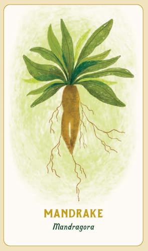 Forest Magic Oracle: A Deck and Guidebook for Green Witches Multiple-component retail product Book