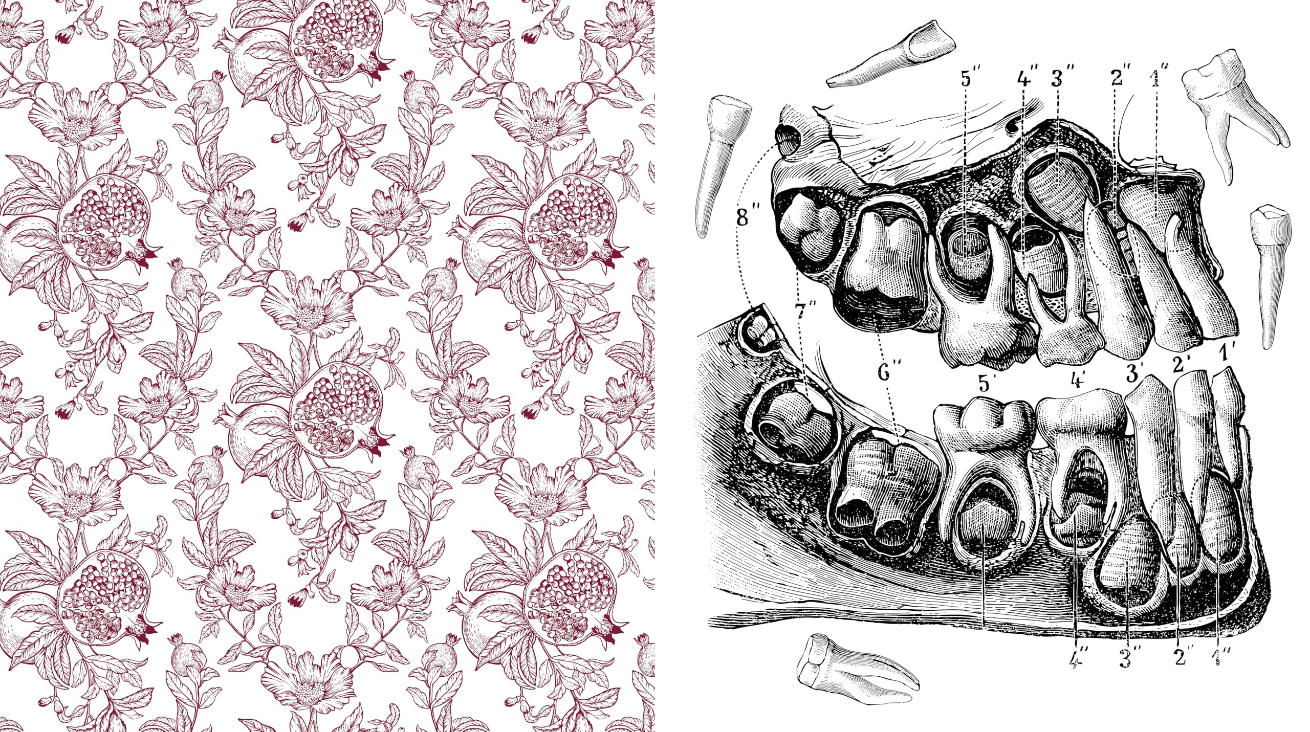 Oddities & Curiosities Coloring Book : A Coloring Journey Through the Weird and Wonderful - More than 100 pages to color