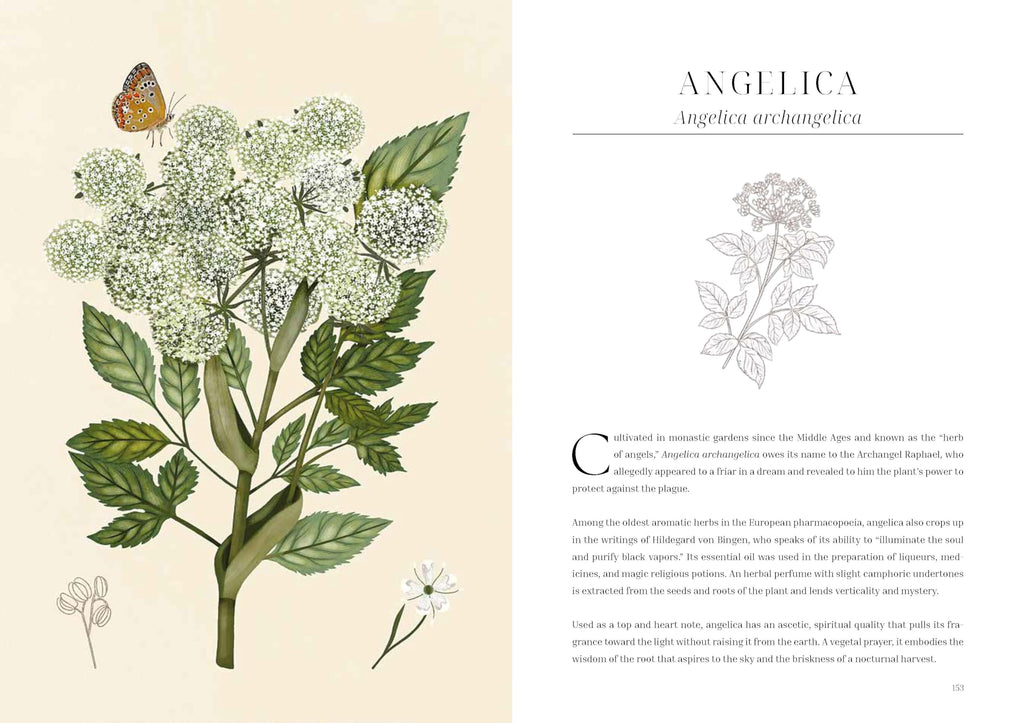 Olfactory Code : Unveiling the Alchemy of Botanical Perfumery