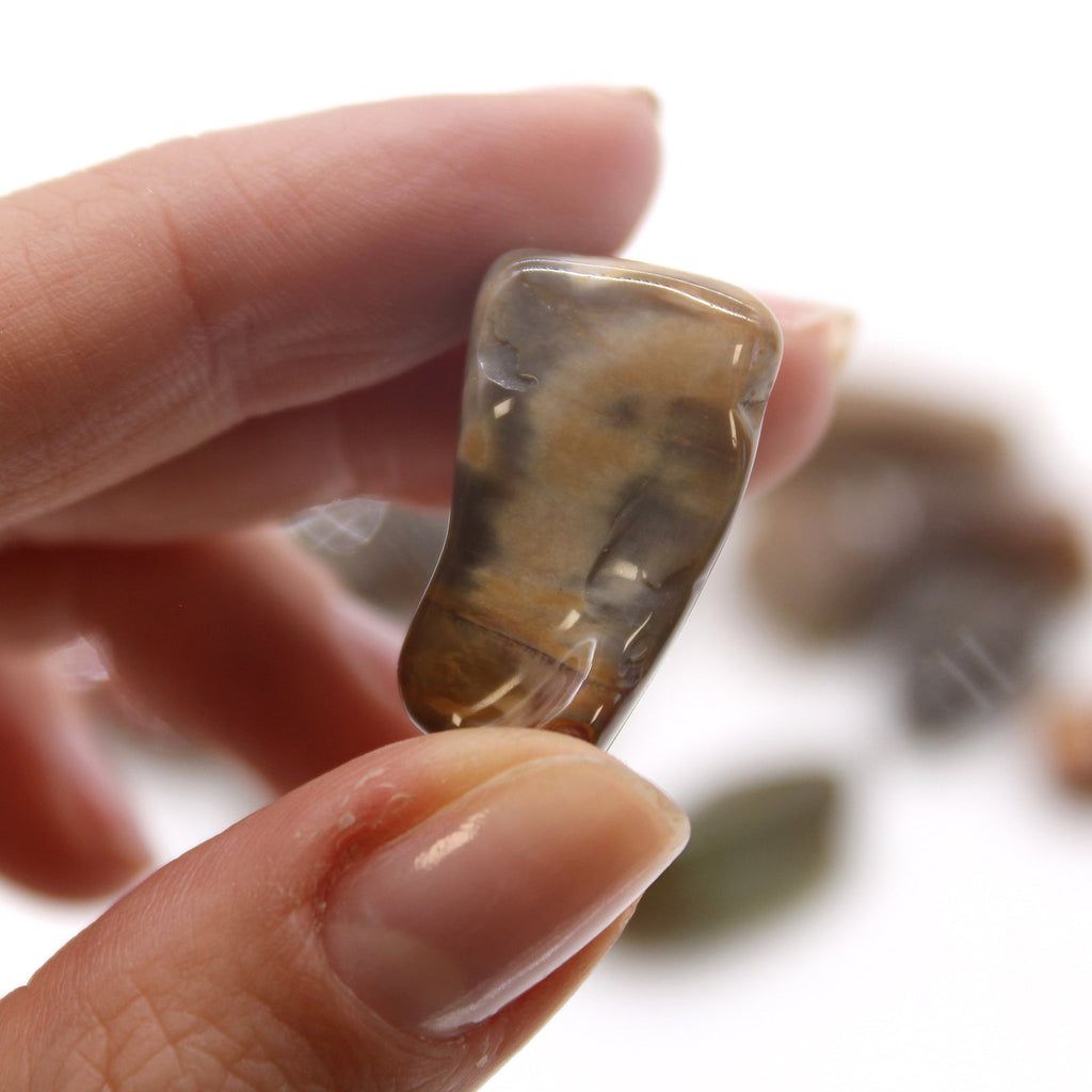 M Tumble Stone - Petrified Wood From Witch, Please!