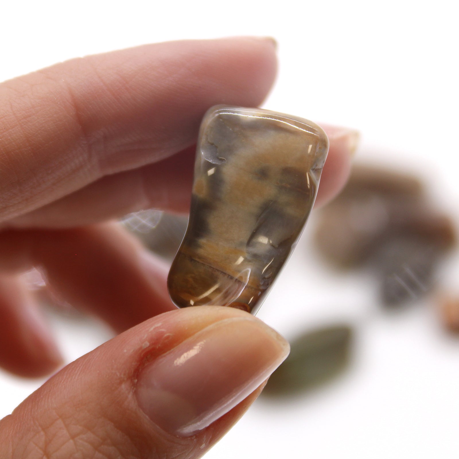 M Tumble Stone - Petrified Wood From Witch, Please!