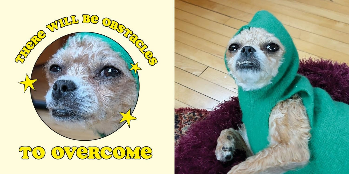 The Dog Oracle: Answers to All Life’s Questions from Spud Cryptid Hardback Book
