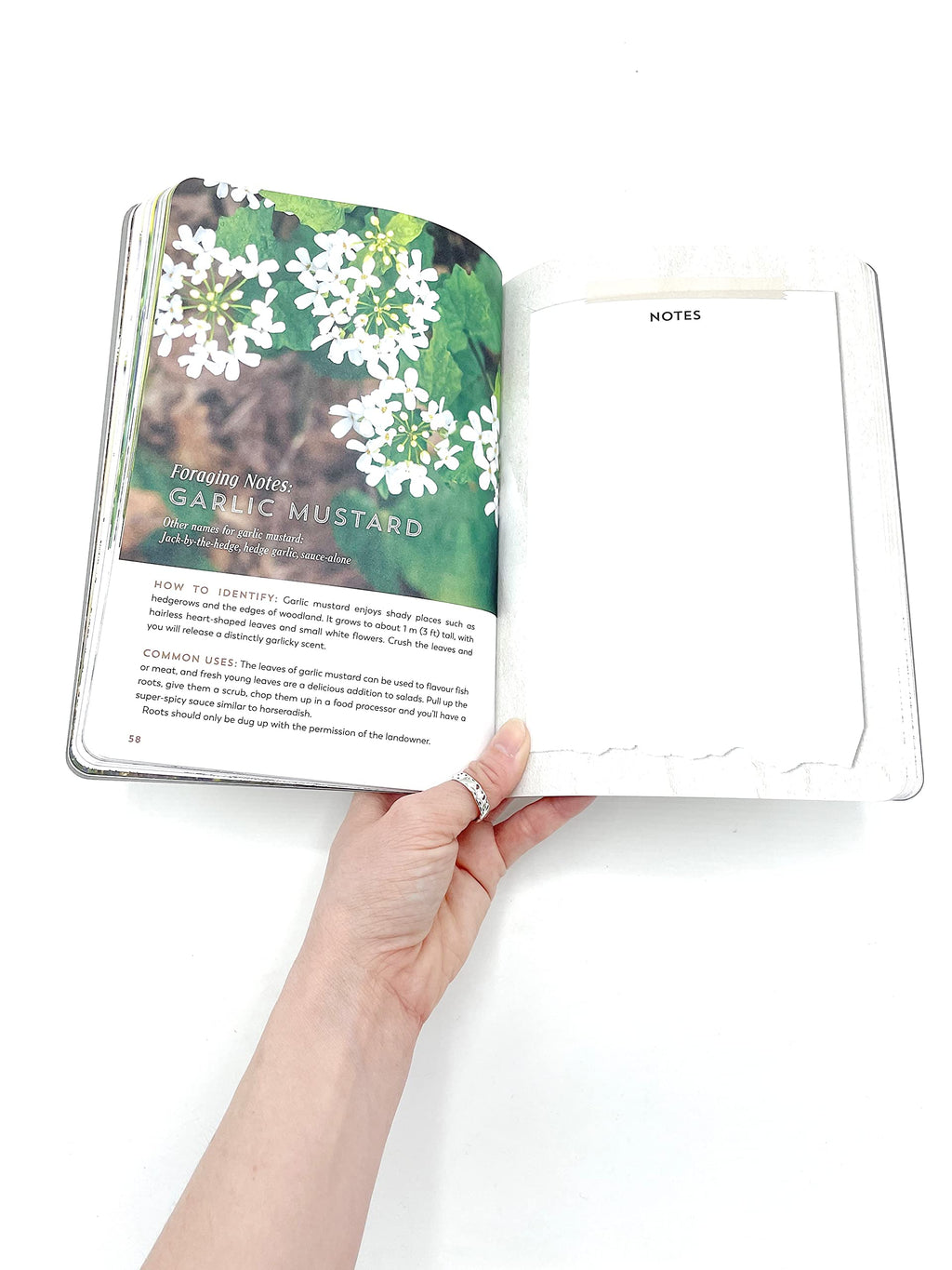 The Hedgerow Apothecary Forager's Handbook : A Seasonal Companion to Finding and Gathering Wild Plants - Sold by Witch, Please!