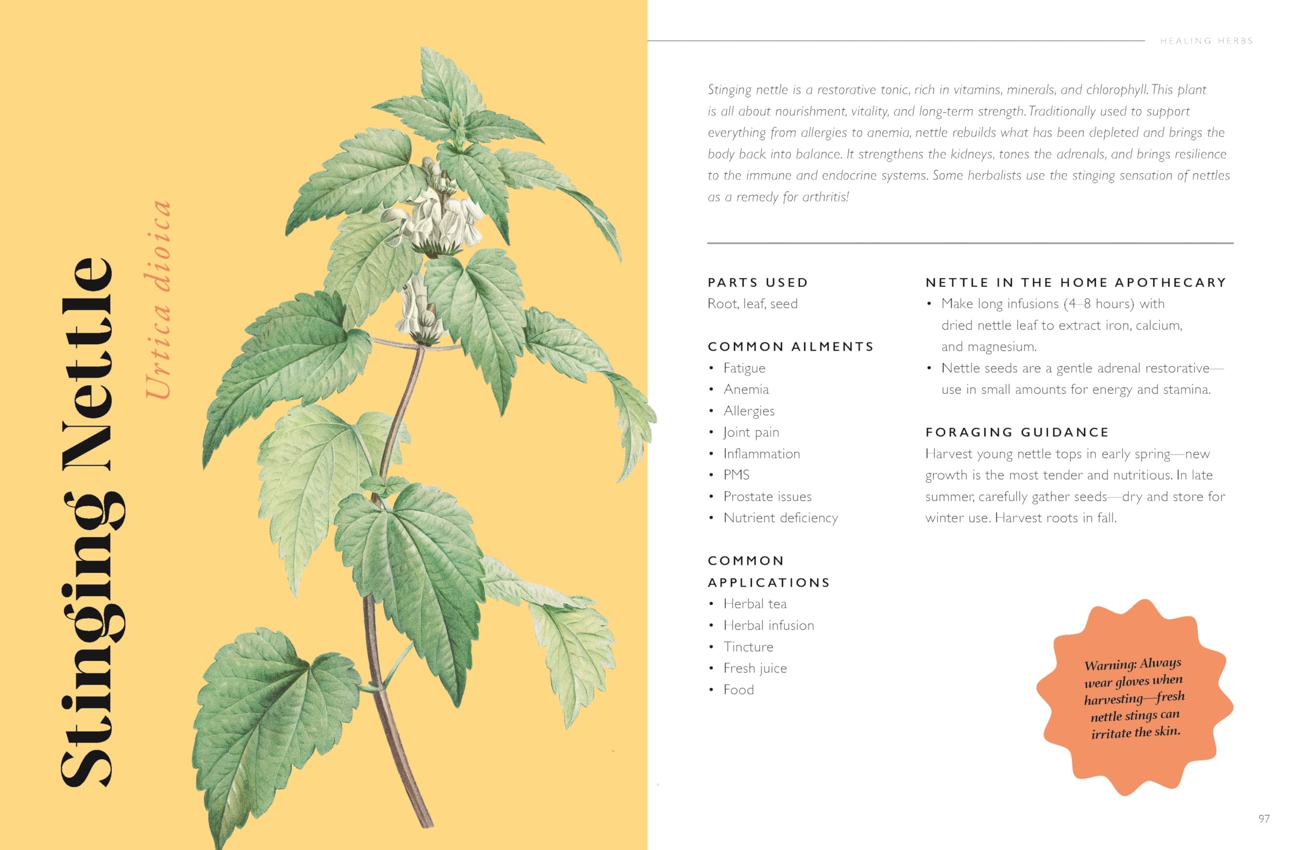The Plant Pharmacy : A Companion to Healing Herbs