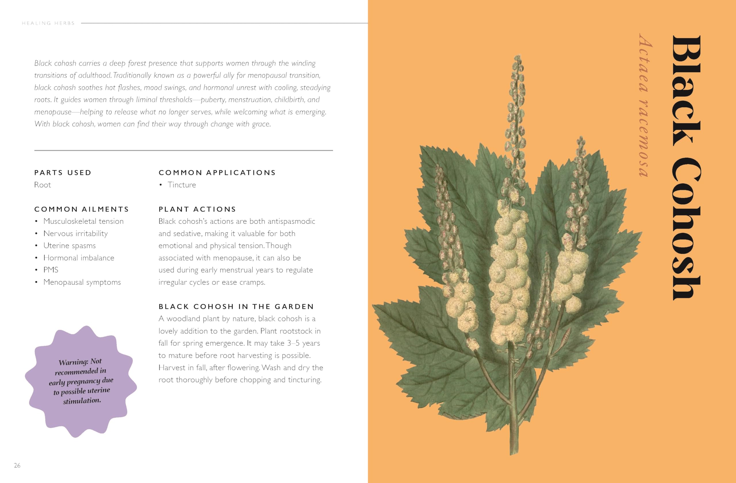 The Plant Pharmacy : A Companion to Healing Herbs