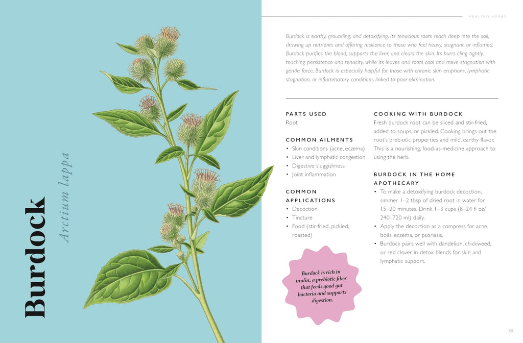 The Plant Pharmacy : A Companion to Healing Herbs