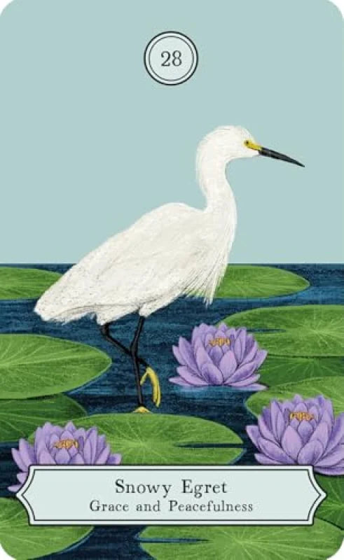 The Wisdom of Birds : Oracle Deck & Guidebook