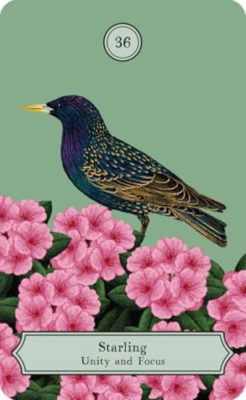 The Wisdom of Birds : Oracle Deck & Guidebook