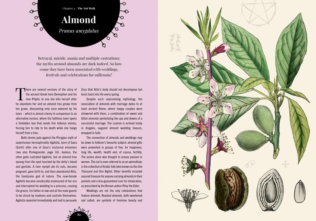 Witch's Orchard : The magic and folklore of fruit, nuts and nature's sweet harvest