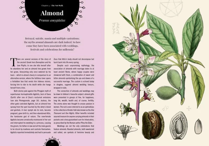 Witch's Orchard : The magic and folklore of fruit, nuts and nature's sweet harvest